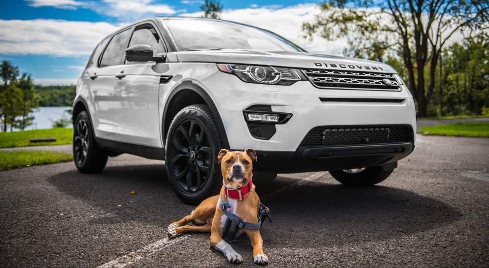 dog sitting in front of landrover discovery